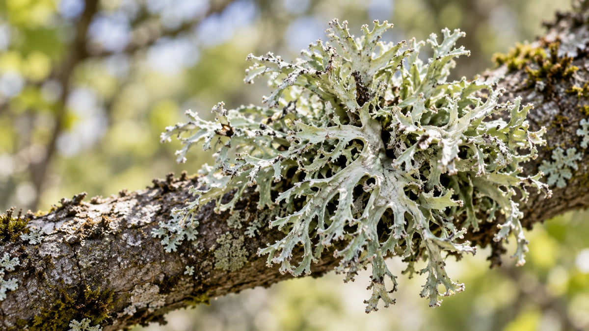 Ilustrativna fotografija hrastova lišaja Evernia prunastri, sirovine koja se koristi u parfumeriji.